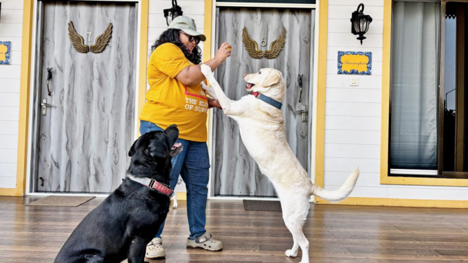 He aquí por qué puedes presionar el botón de pausa en este resort donde las mascotas son lo primero en Kolad