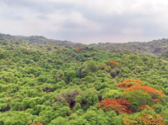 Thane: El departamento forestal se opone al permiso temporal de minería cerca del SGNP