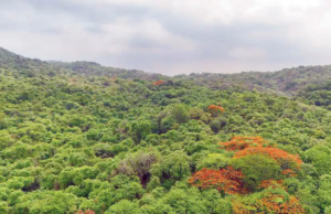 Thane: El departamento forestal se opone al permiso temporal de minería cerca del SGNP