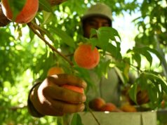 Los proyectos de ley opuestos exigen horas extras para los trabajadores agrícolas de Colorado
