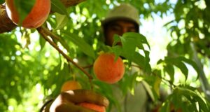 Los proyectos de ley opuestos exigen horas extras para los trabajadores agrícolas de Colorado