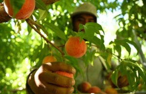 Los proyectos de ley opuestos exigen horas extras para los trabajadores agrícolas de Colorado