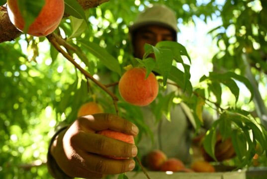 Los proyectos de ley opuestos exigen horas extras para los trabajadores agrícolas de Colorado