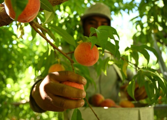 Los proyectos de ley opuestos exigen horas extras para los trabajadores agrícolas de Colorado