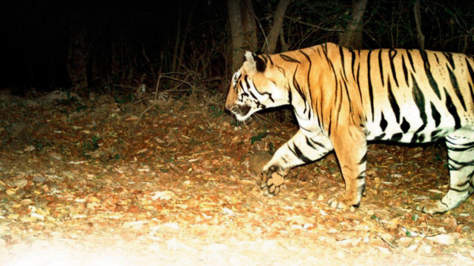 Maharashtra: el extraordinario viaje de ida y vuelta del tigre a través de los Ghats occidentales