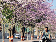 ¿Ves flores de trompeta rosadas en Mumbai? Conozca más sobre la flor de cerezo.