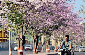 ¿Ves flores de trompeta rosadas en Mumbai? Conozca más sobre la flor de cerezo.