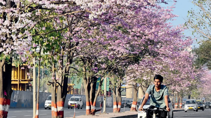 ¿Ves flores de trompeta rosadas en Mumbai? Conozca más sobre la flor de cerezo.