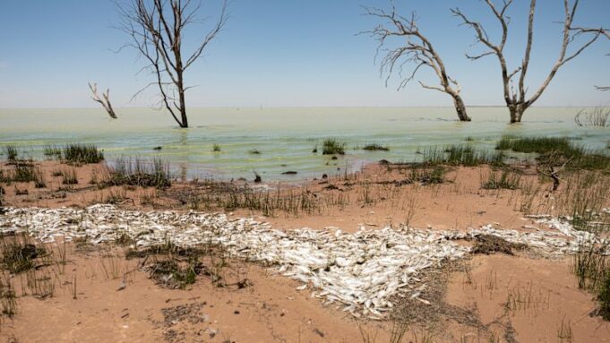 Cientos de miles de peces autóctonos mueren tras ola de calor