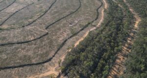 El desmonte de tierras en Nueva Gales del Sur amenaza a las especies nativas