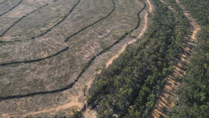 El desmonte de tierras en Nueva Gales del Sur amenaza a las especies nativas