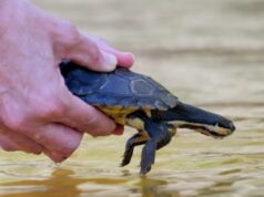 Nacido para ser salvaje