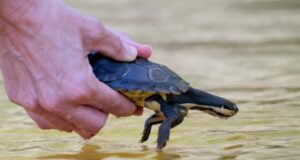 Nacido para ser salvaje