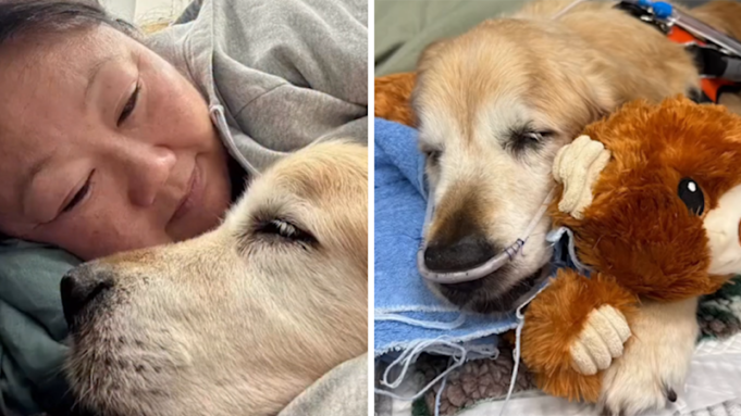 El fundador de RecipeTin, Nagi Maehashi, comparte una triste actualización sobre el perro Dozer