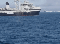 Los humanos toman alimento de la boca de las ballenas