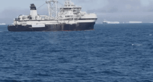 Los humanos toman alimento de la boca de las ballenas