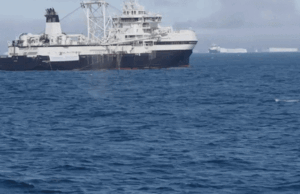 Los humanos toman alimento de la boca de las ballenas