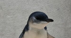 El ataque de un perro probablemente cause un golpe a la colonia de Sydney