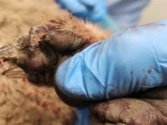 Koala supuestamente remolcado detrás de una ute en Koroit en un acto de crueldad animal