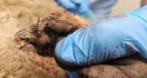 Koala supuestamente remolcado detrás de una ute en Koroit en un acto de crueldad animal