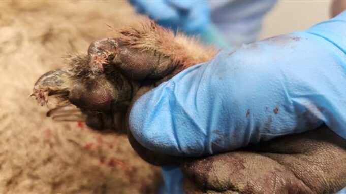 Hombre de Koroit arrestado por supuestamente arrastrar a un koala detrás de un vehículo en movimiento