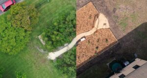 El creciente movimiento para plantar densos bosques en zonas urbanas