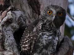 Los venenos para roedores enfrentan nuevas restricciones y podrían retirarse de la venta