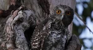 Los venenos para roedores enfrentan nuevas restricciones y podrían retirarse de la venta