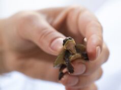 Tortugas en peligro de extinción del río Manning criadas en cautiverio en Aussie Ark liberadas en el salvaje río Barrington