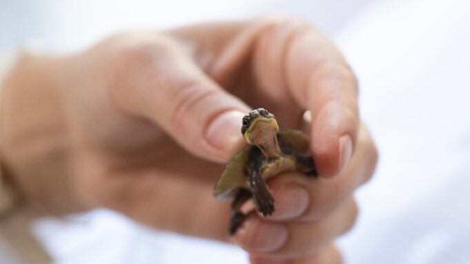 Tortugas en peligro de extinción del río Manning criadas en cautiverio en Aussie Ark liberadas en el salvaje río Barrington