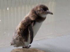 Los pingüinos de Sydney