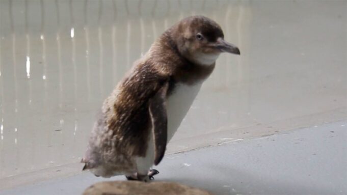 Los pingüinos de Sydney