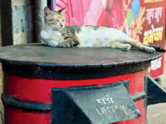 Diario de Mumbai: Dossier del viernes