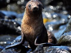 Cómo este equipo está ayudando a los lobos marinos a escapar del flagelo de los desechos plásticos