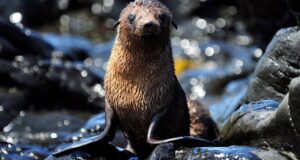 Cómo este equipo está ayudando a los lobos marinos a escapar del flagelo de los desechos plásticos