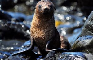 Cómo este equipo está ayudando a los lobos marinos a escapar del flagelo de los desechos plásticos