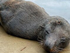 Lobo marino de nariz larga avistado en el canal urbano de Sydney