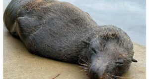 Lobo marino de nariz larga avistado en el canal urbano de Sydney