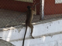 Mumbai: Un mono baleado con una flecha cerca de Yeoor genera preocupación por la seguridad de la vida silvestre