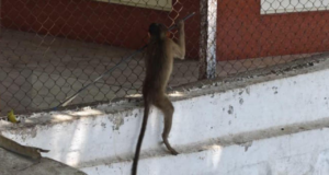 Mumbai: Un mono baleado con una flecha cerca de Yeoor genera preocupación por la seguridad de la vida silvestre