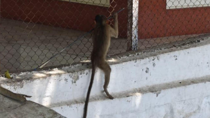 Mumbai: Un mono baleado con una flecha cerca de Yeoor genera preocupación por la seguridad de la vida silvestre