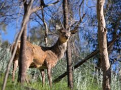 Agricultores y grupos ambientalistas condenan el plan de protección “ofensivo” del gobierno