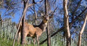 Agricultores y grupos ambientalistas condenan el plan de protección “ofensivo” del gobierno