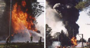 Los químicos eternos que obligan a los residentes a romper los huertos vegetales