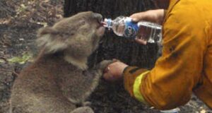 La realidad de la temporada de incendios en la población de koalas y la ética del sacrificio