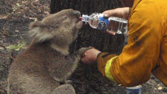 La realidad de la temporada de incendios en la población de koalas y la ética del sacrificio