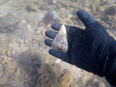 Museo exhibe fósiles descubiertos en nuestros pies.