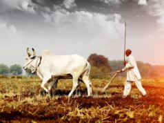 El gobierno de Maharashtra introduce un sistema fuera de línea para el registro de cultivos electrónicos