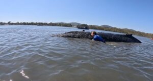 Subadulto remolcado de restos de un banco de arena en un lago