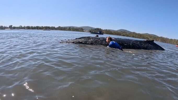 Subadulto remolcado de restos de un banco de arena en un lago